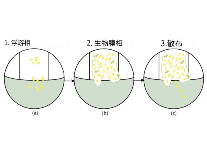 口腔生物膜：开发、控制和分析